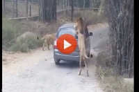 Lion attacks car in bannerghatta national park