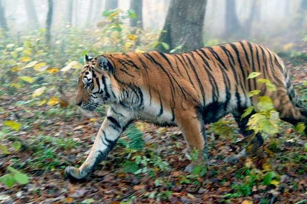 Villagers quarrelling for tiger flesh