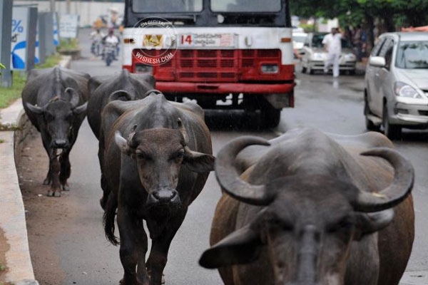 1000 rupees fine for cattle coming onto roads in vizag